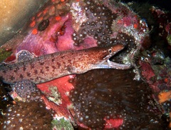 Gymnothorax zonipectis