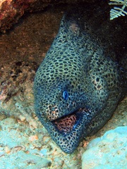 Gymnothorax favagineus