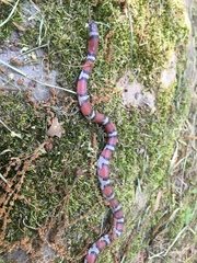 Lampropeltis gentilis