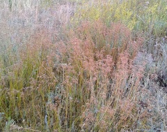 Eremogone longifolia