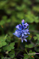 Bellevalia hyacinthoides