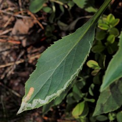 Phytomyza solidaginis