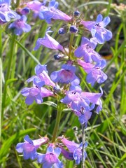 Penstemon attenuatus