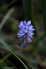 Bellevalia hyacinthoides
