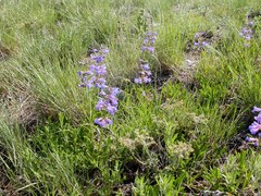 Penstemon attenuatus