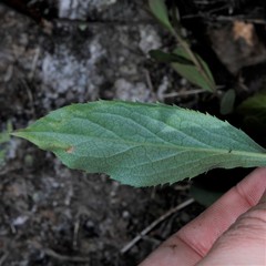 Phytomyza solidaginis