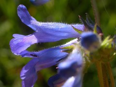 Penstemon attenuatus