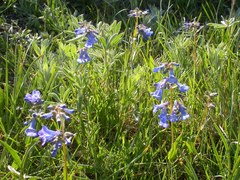 Penstemon attenuatus