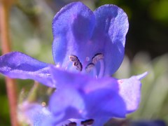 Penstemon attenuatus