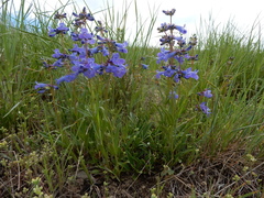 Penstemon attenuatus