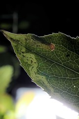 Phytomyza solidaginis