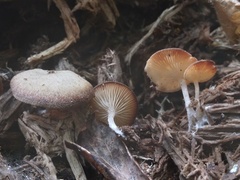 Trichocybe