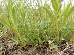 Penstemon attenuatus