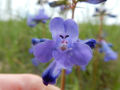 Penstemon attenuatus