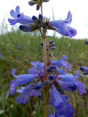 Penstemon attenuatus