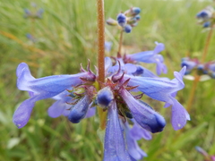 Penstemon attenuatus