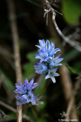 Bellevalia hyacinthoides