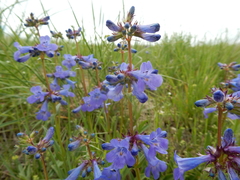 Penstemon attenuatus