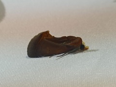 Gonodonta fulvangula