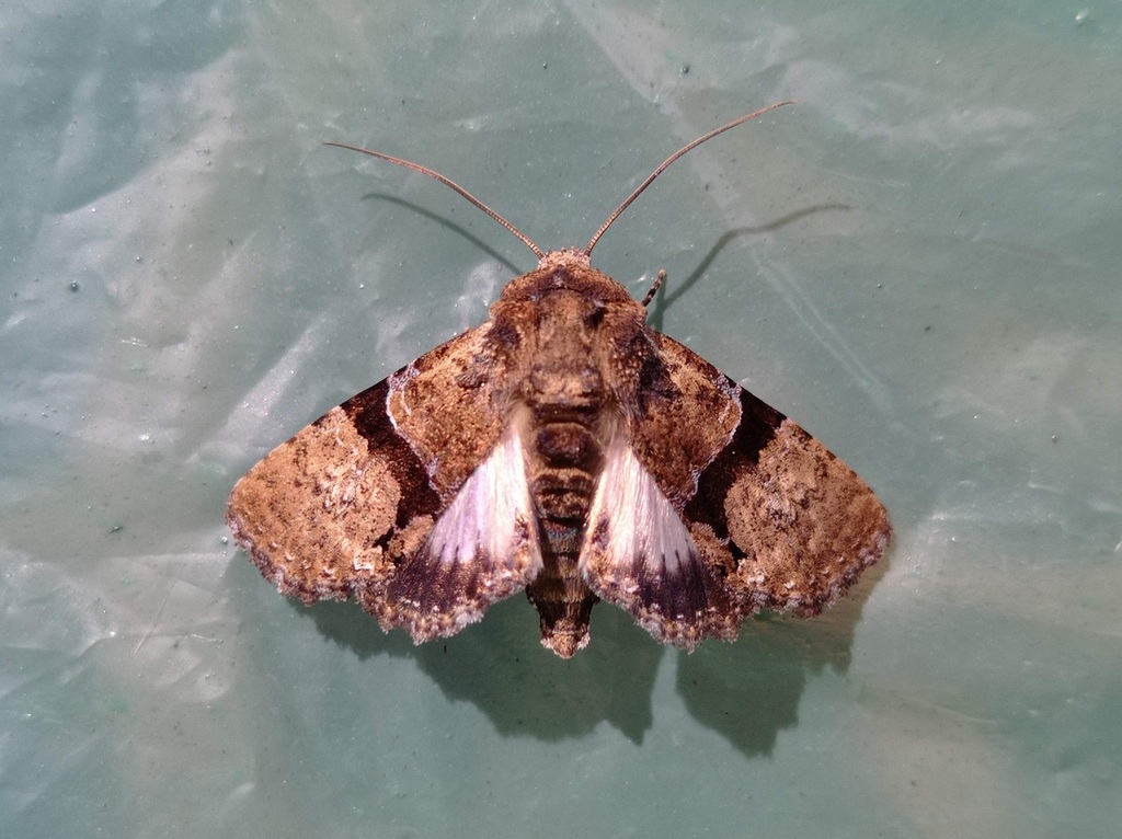 Diopa furcula