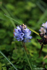 Bellevalia hyacinthoides