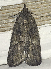 Hydriomena frondaria