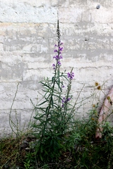 Linaria purpurea