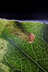 Phytomyza solidaginis