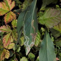 Phytomyza solidaginis