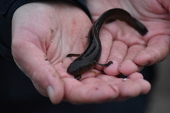 Gaidropsaridae