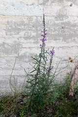 Linaria purpurea
