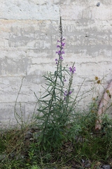 Linaria purpurea