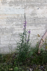 Linaria purpurea