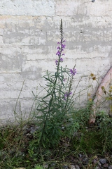 Linaria purpurea