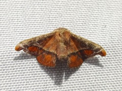 Tarema rivara