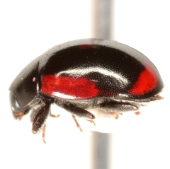 Hyperaspis lateralis