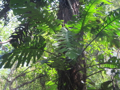 Monstera punctulata