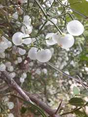 Galium latoramosum