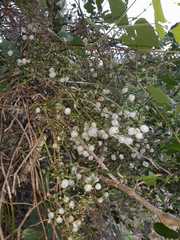 Galium latoramosum