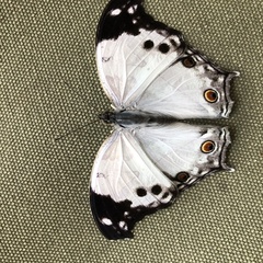 Protogoniomorpha anacardii