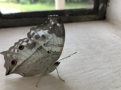 Protogoniomorpha anacardii