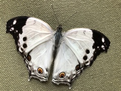 Protogoniomorpha anacardii