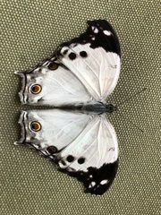 Protogoniomorpha anacardii