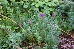 Linaria purpurea