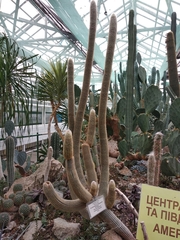 Espostoa melanostele