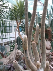 Espostoa melanostele