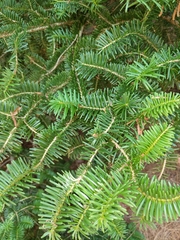 Abies firma