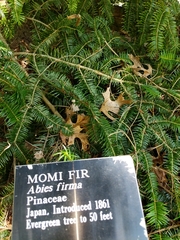 Abies firma