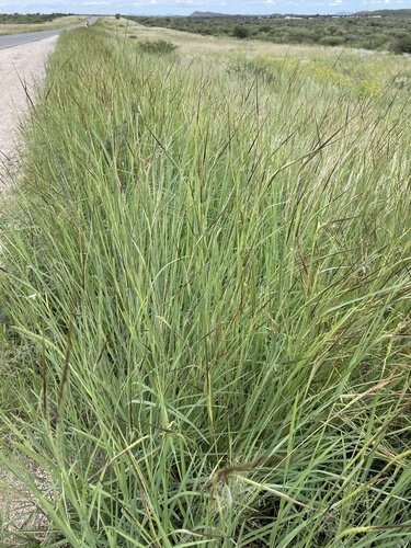 Heteropogon contortus