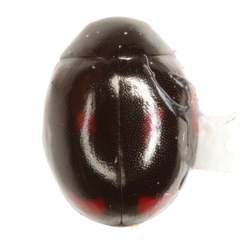 Hyperaspis lateralis